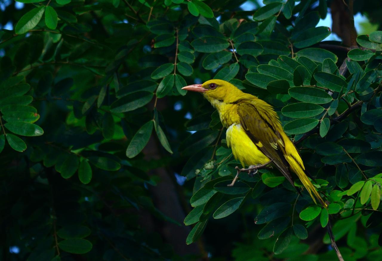 Nature Resort Agra  Zewnętrze zdjęcie